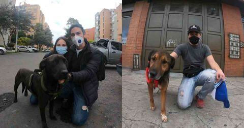 Más de 400 perros adoptados en Bogotá este año