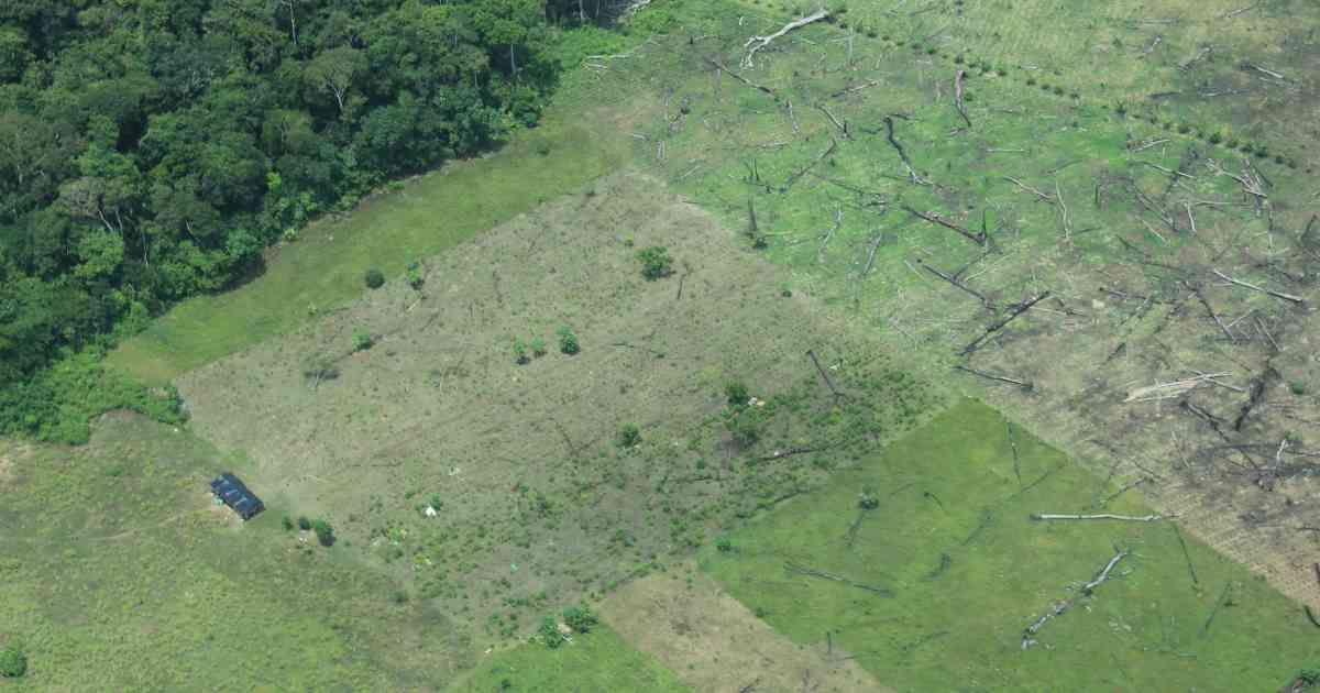 La Amazonia pierde a un ritmo acelerado sus bosques tropicales.