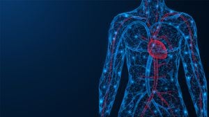 El sistema circulatorio es el encargado de trasporta sangre oxigenada a todo el cuerpo. Foto: Getty Images.