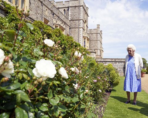 La reina presenció la siembra del arbusto de la flor en los jardines del ala este de Windsor.