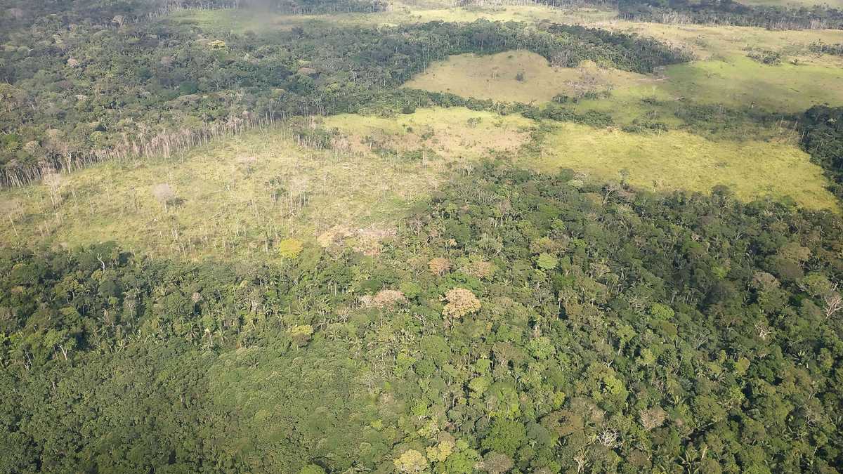 Guaviare en los tres primeros meses de 2019 perdió ya más de 14.000 hectáreas de bosque. Foto: Archivo Semana