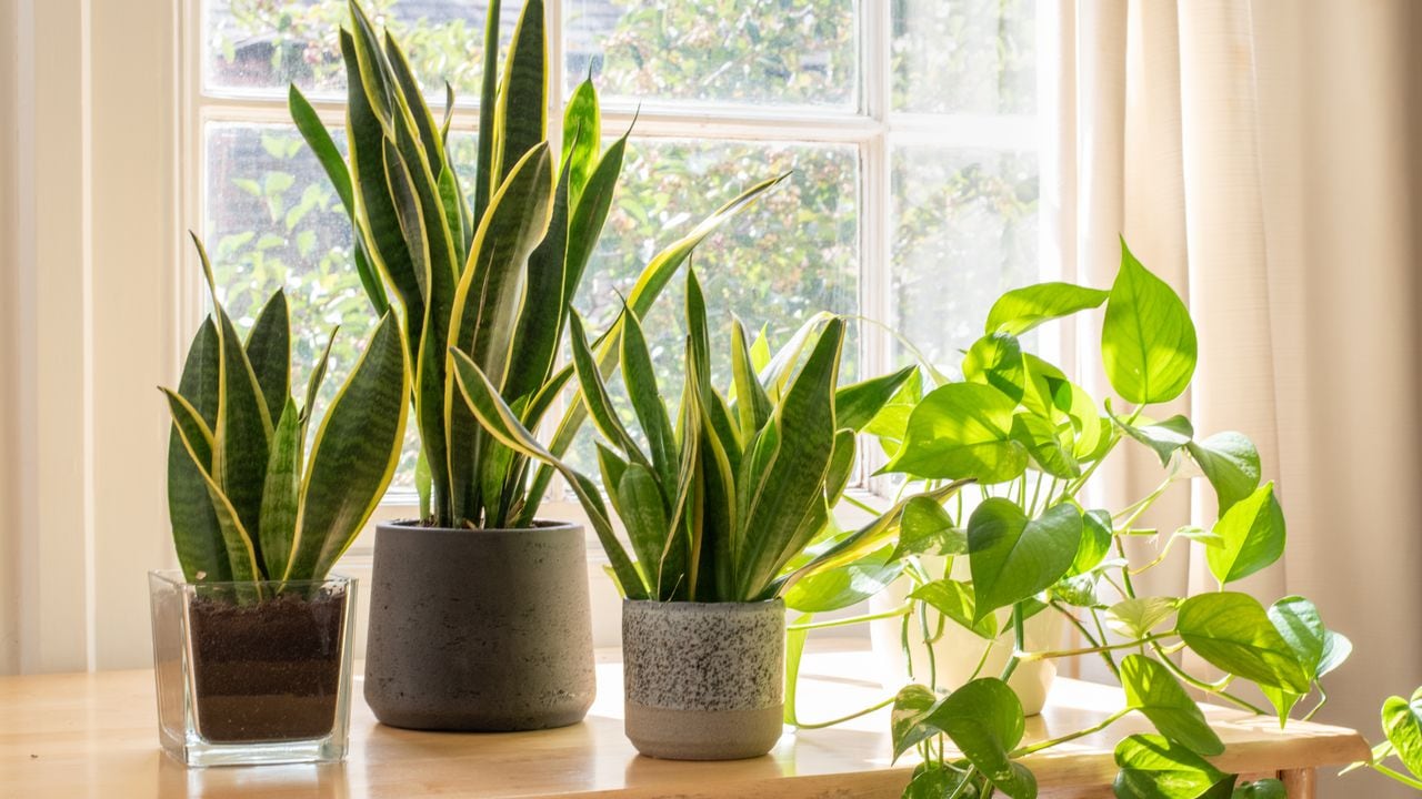 Plantas de interior de interior junto a una ventana en una casa bellamente diseñada o en un interior plano.