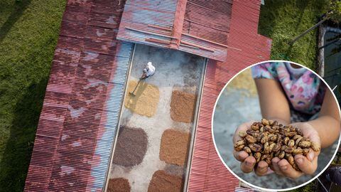 El valor más alto que se ha pagado por este café es de $1,029.00 dólares por libra. Fue cultivado en Panamá en el año 2019, país que lleva el título como el mejor productor de este tipo de café a nivel mundial.