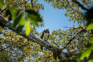 El Proyecto Grandes Rapaces Colombia busca generar acciones para promover la conservación y la investigación de seis especies de águilas y un buitre, especialmente del águila arpía.