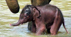 En Sri Lanka, la gente con dinero a menudo compra elefantes como símbolo de estatus. Los animales se compran siendo crías y permanecen como animales adultos en el hogar.