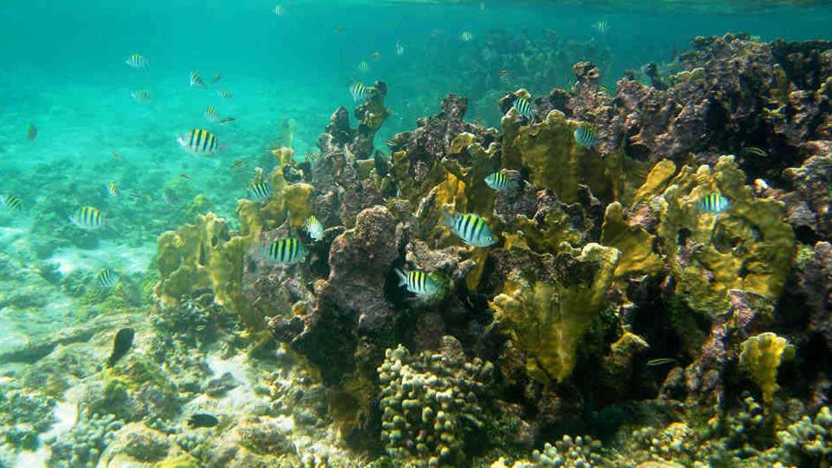 Los corales son uno de los ecosistemas marinos más importantes del mundo. Foto: Parques Nacionales Naturales