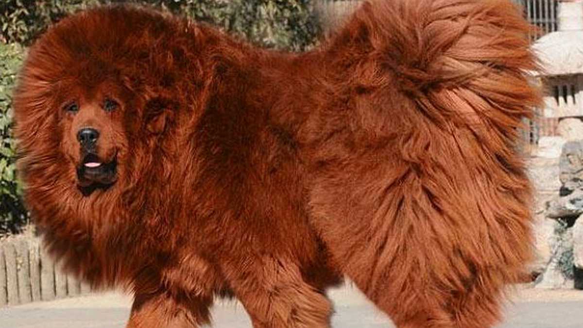 El mastín tibetano es el perro de moda en Asia gracias a su apariencia de león.