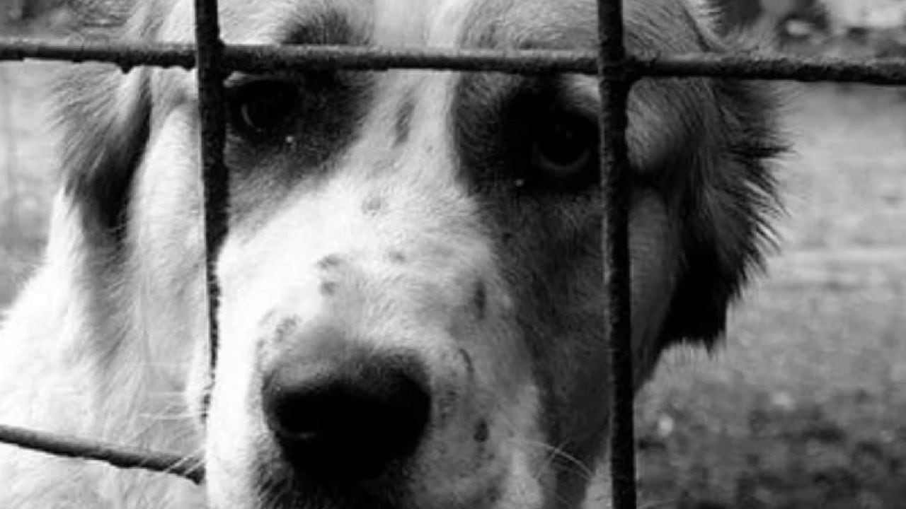 Indignante caso de maltrato animal a una perrita en El Santuario, Antioquia