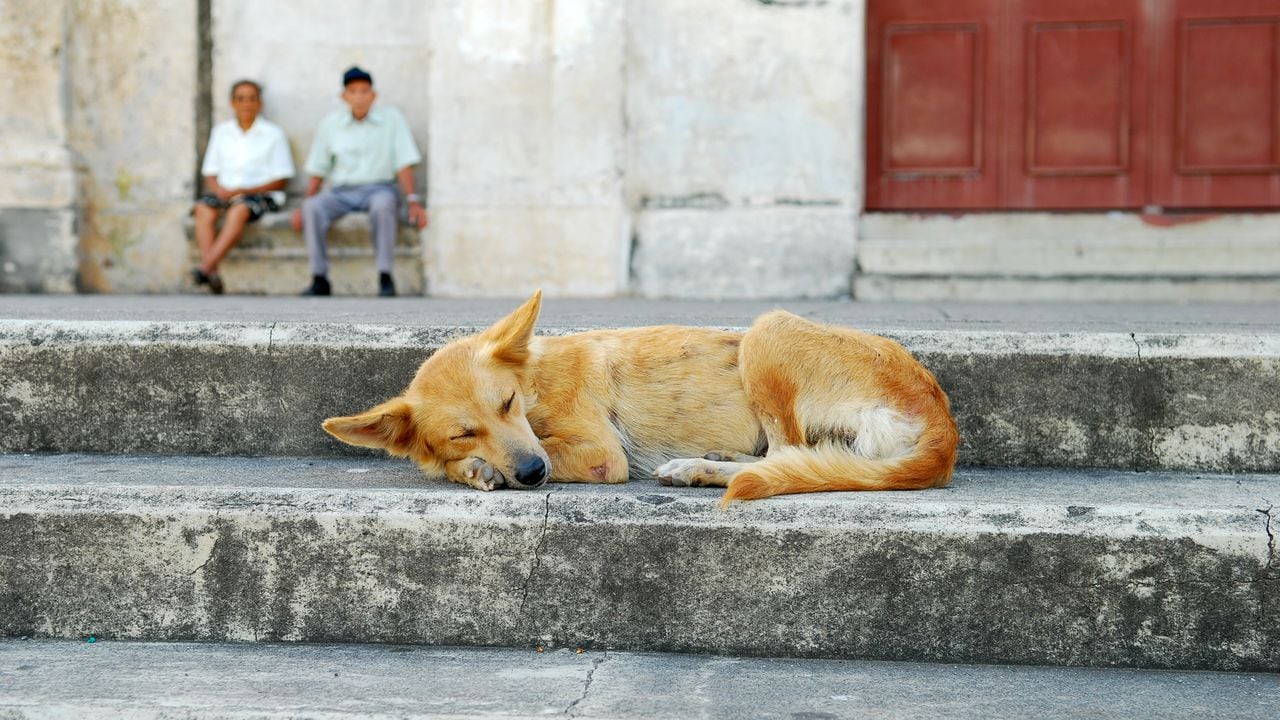 La poderosa oración para pedir por un hogar para los perros callejeros