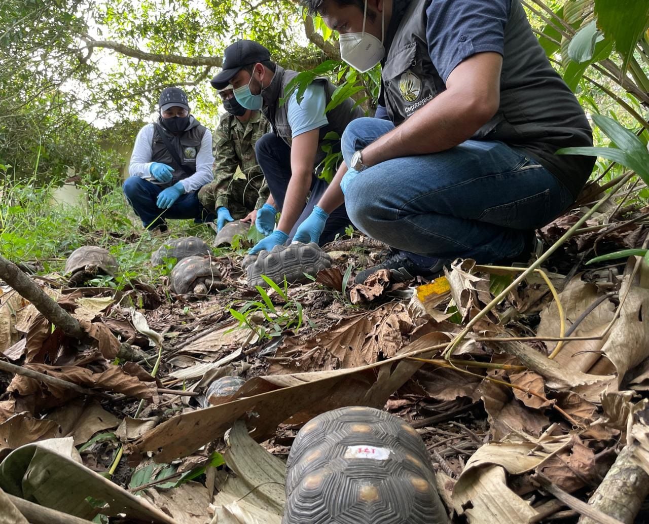 Tortugas liberadas en Boyacá