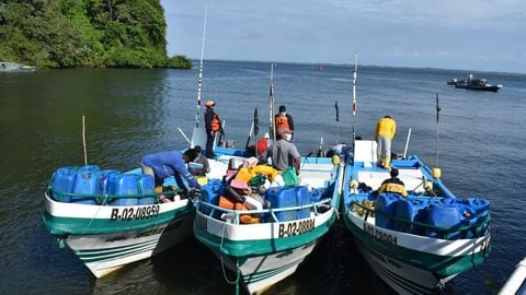Capitanes de embarcaciones pescaron 15 tiburones y fueron capturados en Tumaco