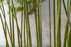 Se cree que el bambú tiene ciertas propiedades que pueden ayudar a atraer la riqueza.