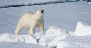 Los osos polares están en grave riesgo de extinguirse por factores como la pérdida de su hábitat por el calentamiento global. Foto: Getty Images. 