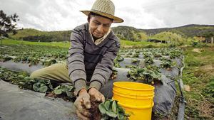 En 2015, 23% de la población colombiana habitaba en zonas rurales de acuerdo con la Encuesta de Calidad de Vida del Dane.