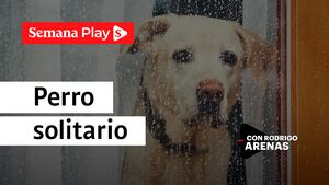 Perro solitario | Rodrigo Arenas en EduCANdo Manadas