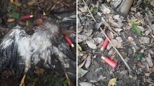 Funcionarios de Cortolima evidenciaron los cuerpos de las aves muertas en dos veredas del municipio Falan.