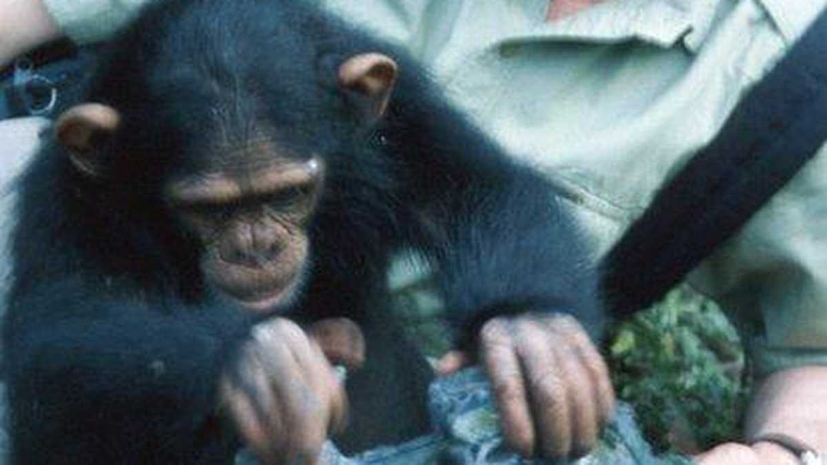 Andrew Whiten en una de sus investigaciones con chimpancés.