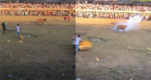 Toro atacado con pólvora en corralejas de Necoclí, Antioquia.