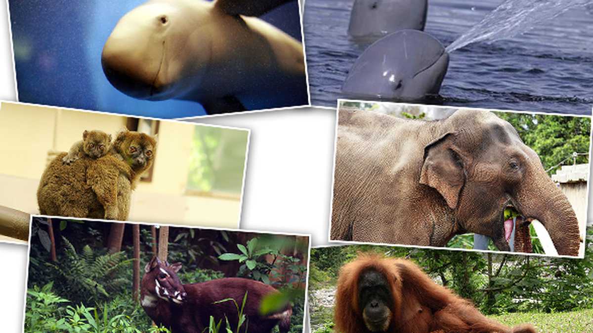Las diversas especies de animales son determinantes en cada uno de sus ecosistemas. 
