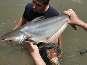 En Colombia no está permitido el cultivo o procesamiento de pez basa.