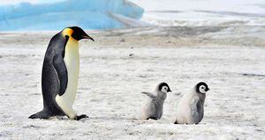 Pingüinos en la Antártida (Foto: 123rf)
