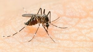 ¿Cuáles son los principales síntomas del dengue?