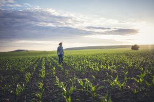 Según el Banco mundial se debe dinamizar el mercado de tierras para atraer inversión y mejorar la productividad del campo colombiano.