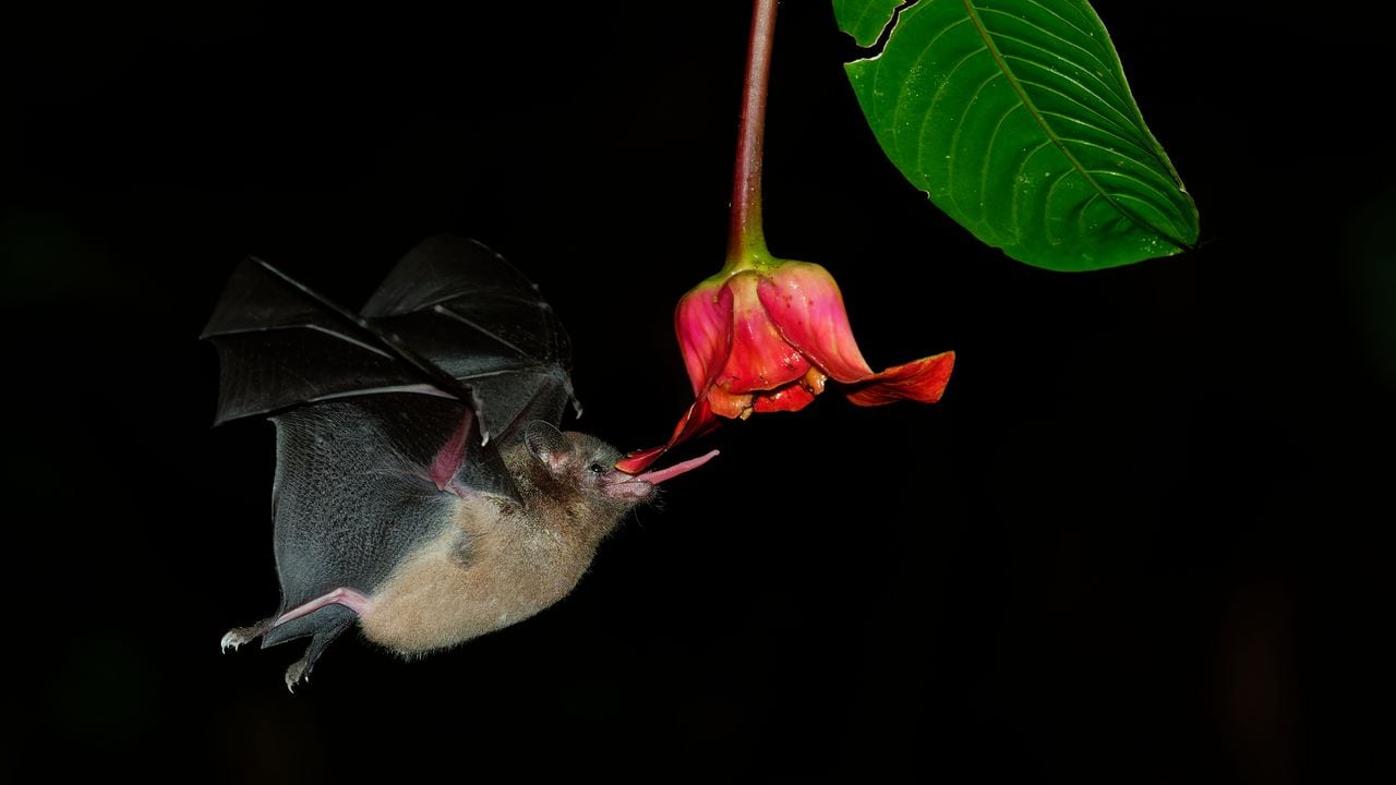 Los murciélagos se alimentan en las noches del polen y el néctar de las plantas, por lo que tienen un papel fundamental en la polinización de casi 500 especies de flores en el mundo.
