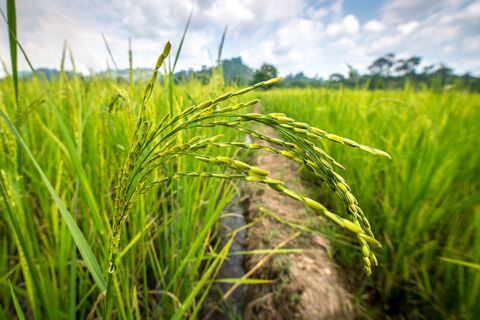 Foto referencia sobre cultivo de arroz.