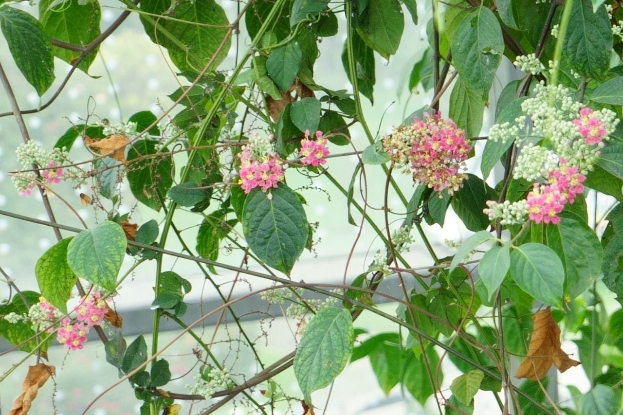 Yagé floreció en el Jardín Botánico de Bogotá
