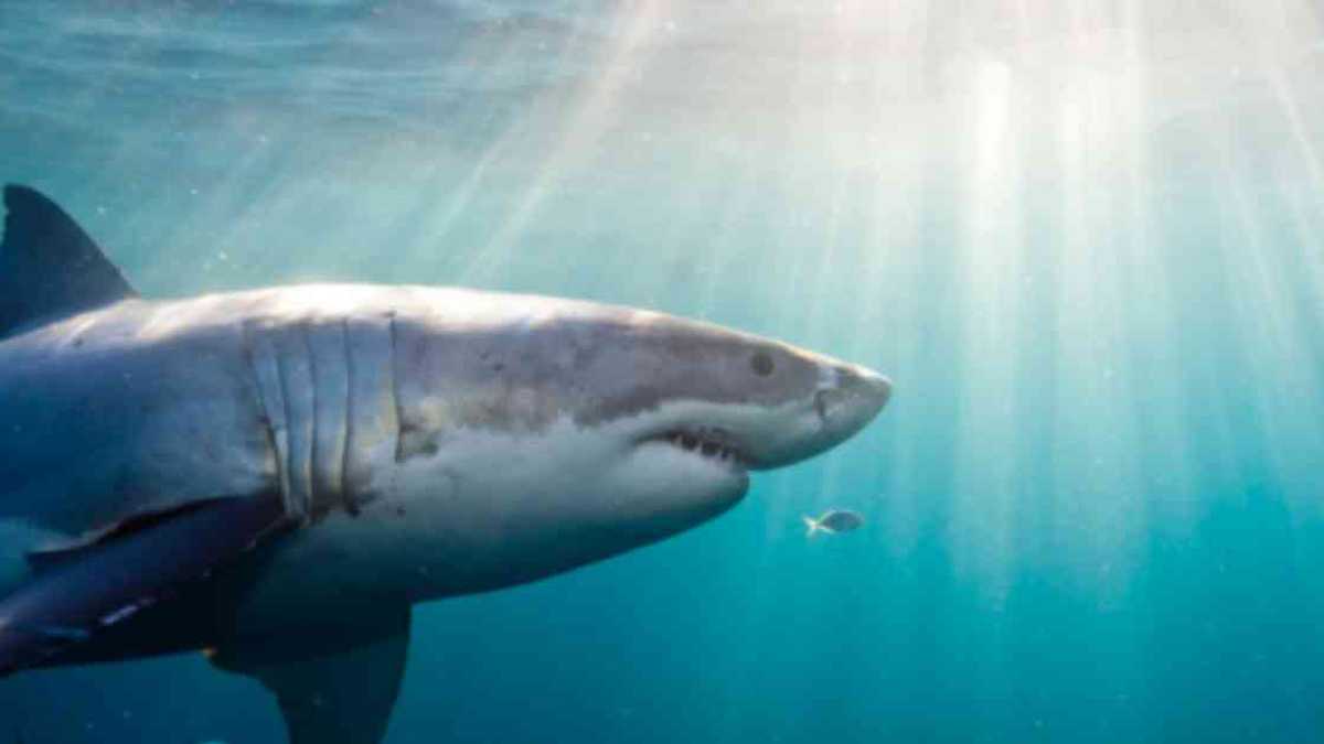 Los tiburones cumplen un papel esencial en los ecosistemas marinos porque, por ejemplo, se alimentan de poblaciones de peces potencialmente destructivas. Foto: Getty Images - Mundo hoy.  