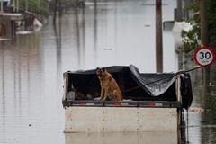 Perros quedan varados en una calle inundada en Porto Alegre, estado de Rio Grande do Sul, Brasil, 12 de mayo de 2024.