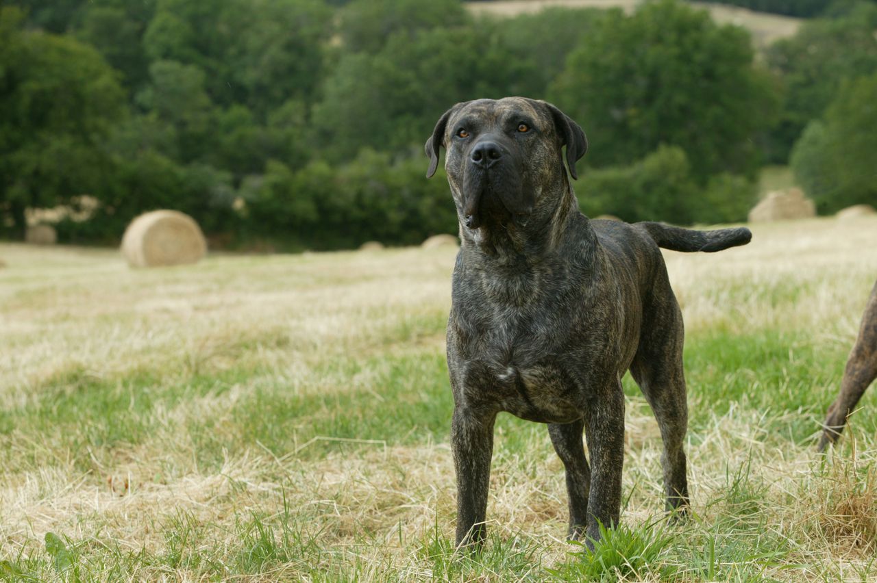 Dogo canario, también conocido como Presa Canario, raza originaria de las Islas Canarias como perro guardián y ganadero