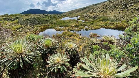 El reto más grande del río nace porque el 97 por ciento de sus aguas se encuentran contaminadas. Únicamente hay 11 kilómetros de aguas cristalinas cerca del Páramo de Guacheneque, en el municipio de Villapinzón, Cundinamarca.