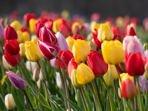 Los tulipanes tienen fascinantes colores que tienen diversos significados.