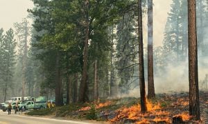 Bomberos de California despliegan importante operativo para controlas las llamas desatadas en parque nacional, que pone en riesgo a decenas de ejemplares de secoyas.