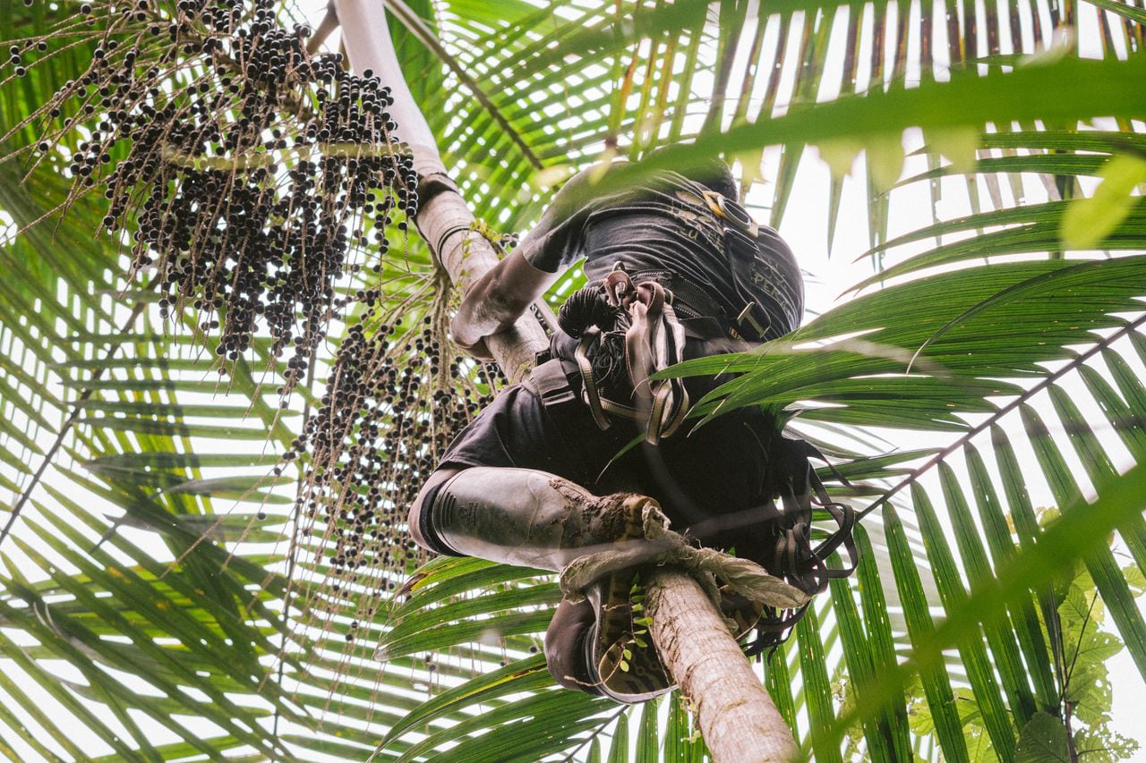 Para cosechar la palmera amazónica Naidí, es necesario usar un arnés para subir hasta su cima y cosechar el fruto de asaí.