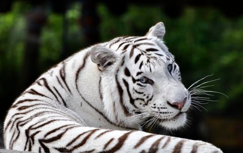 Beautiful White Bengal Tiger
