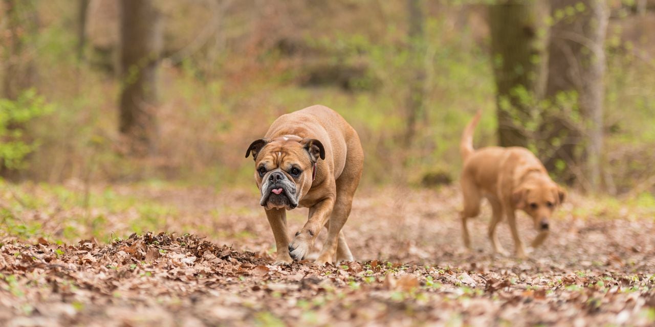 Labrador Redriver dog and Continental Bulldog together in a forest in the season autumn.