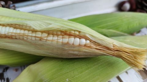 Pelo de maíz