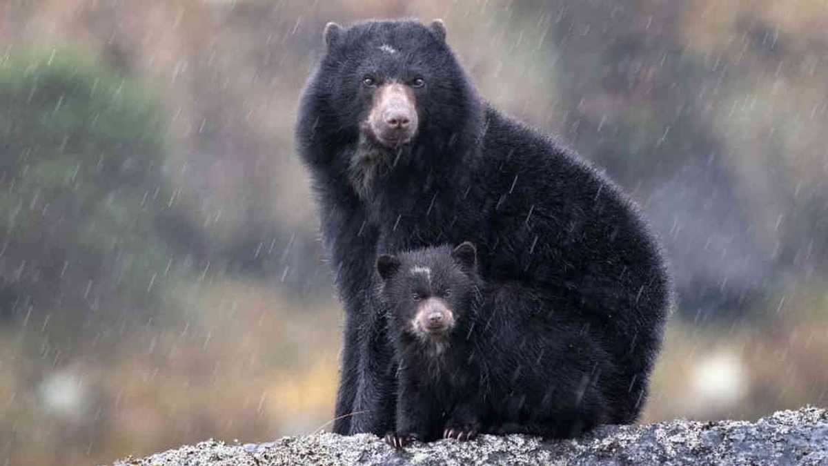 Este animal silvestre, cuyo nombre nombre científico es Tremarctos ornatus, es el único oso que habita en Sudamérica. Foto: Parques Nacionales Naturales.