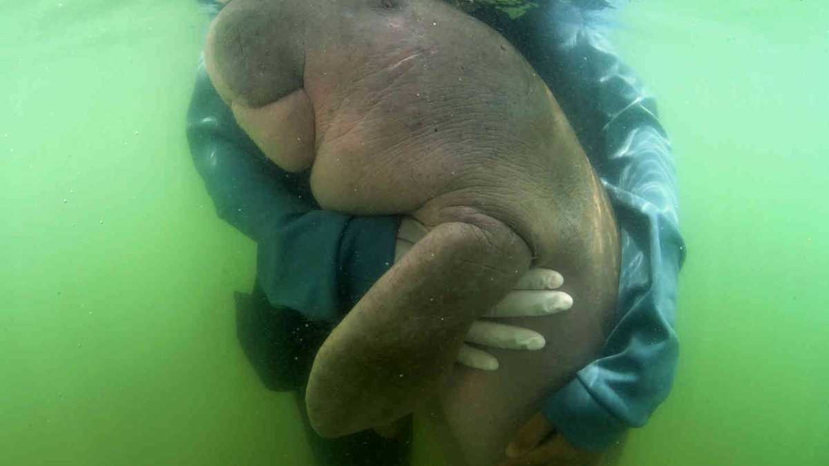 Según los veterinarios tailandeses, los abrazos hacen la que recuperación de los dugongos sea más rápida. Foto: AFP