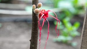 La herrania es una planta hermafrodita, presenta una altura promedio de
entre 2 y 5 metros, sus flores resultan llamativas tanto por su color como por su
forma.