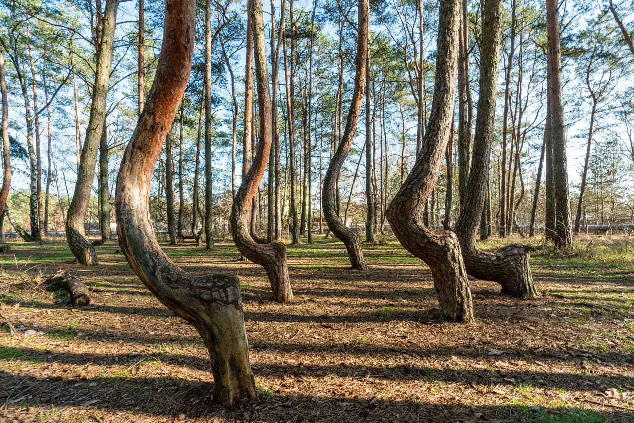Bosque Torcido, Polonia.