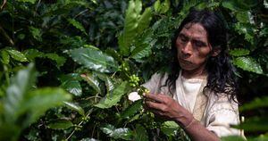 Un total de 400.000 kilos de café produce la comunidad Kogi en la Sierra Nevada de Santa Marta. Foto: Esteban Vega La Rotta