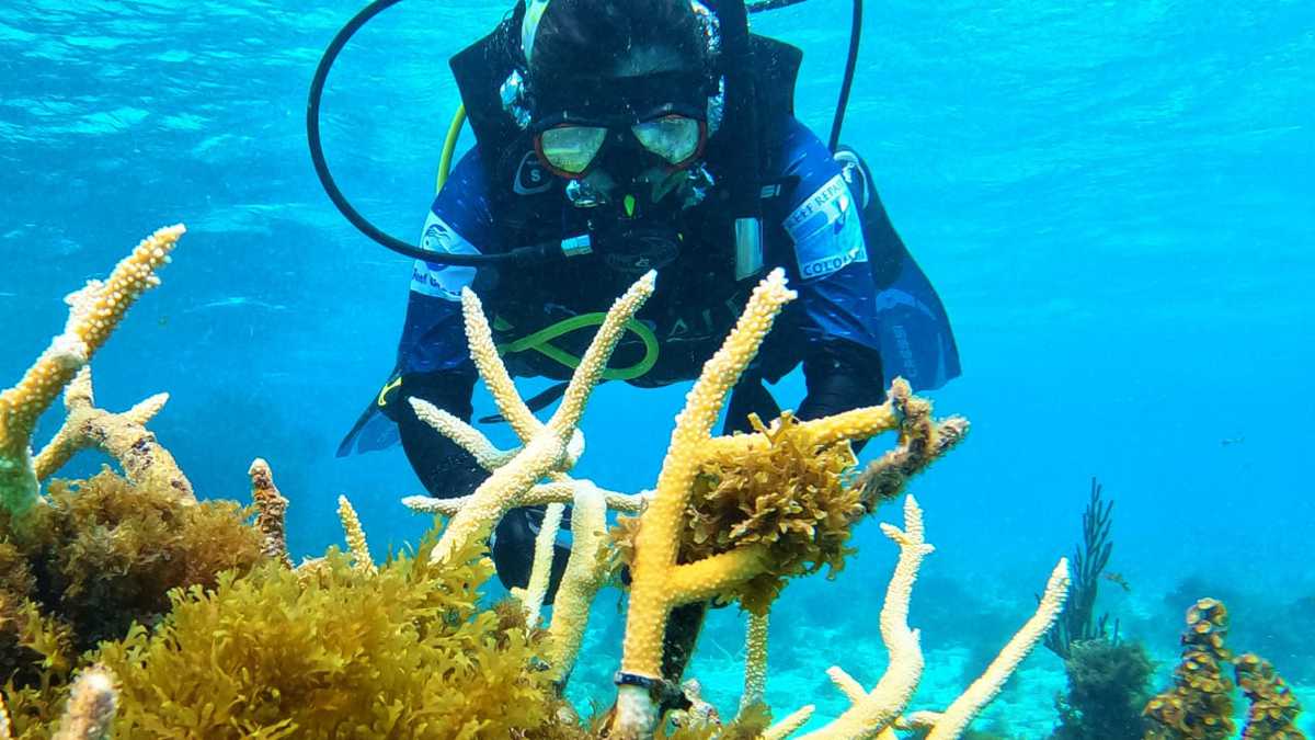 El proyecto ‘Corales de paz’ arrancó en 2016 como una iniciativa para promover la ciencia ciudadana, el turismo especializado y el buceo responsable.