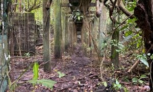 El antiguo penal de la isla de Gorgona es hoy una ruina poco a poco devorada por la selva.