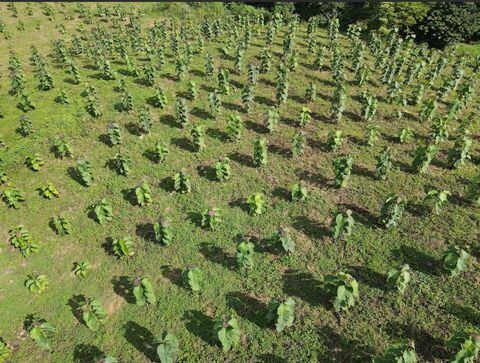 Multinacional busca promover la inclusión social y laboral con proyectos de reforestación y siembra de madera teca con objetivos de exportación al mercado europeo.