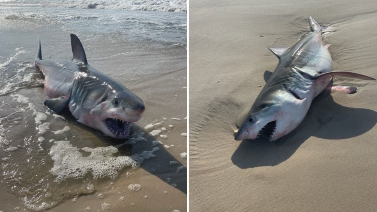 El cuerpo de un tiburón blanco llegó hasta la costa, sin embargo, el oleaje lo regresó al océano.