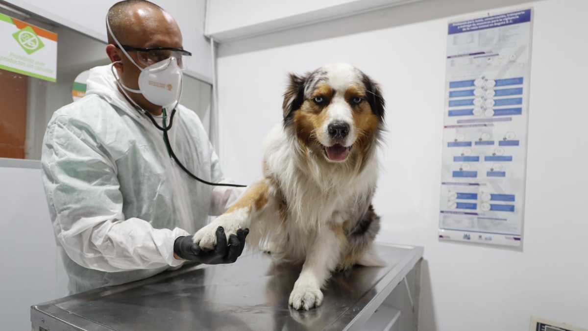 Los perros requieren ser atendidos periódicamente con el veterinario, y no solo cuando se enfermen.